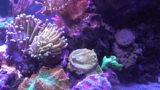 Tank Update 4/27/2016 - Quick tank update before hibernation