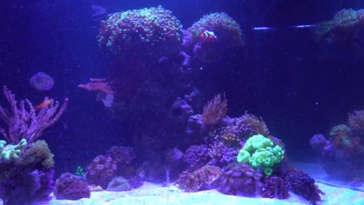 Tank Update 5/14/2016 - Yasha Goby pair! New refugium light, MarinePure, still Dino free...!