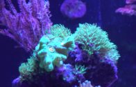 CAUTION: Lawnmower Blenny / Fragging Weeping Willow & Toadstool Coral, Visit Virginia Living Museum!