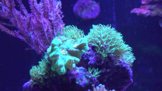 Tank Update 7/6/2016 - lost clam / new aquascape / added new coral / RBTA got big