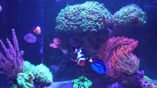 Tank Update 7/20/2016 - Red Gonipora accident, aquascape tweak, algae on sand bed, more rambling...!