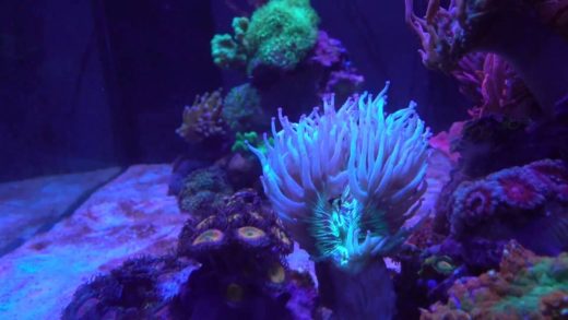 Tank Update 7/28/2016 - Elegance Coral, Red Monti Cap, Dino Algae...?!