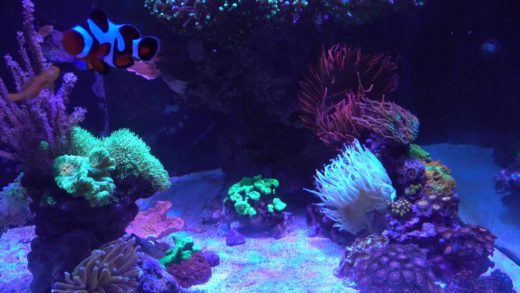 Tank Update 8/13/2016 - Bad news and more bad news.