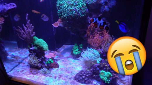 Tank Update 8/30/2016 - Ugly Update: Missing fish, Dino algae (raising pH)