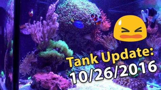 Tank Update 10/26/2016: Algae returns, Yasha Goby MIA, corals getting too big