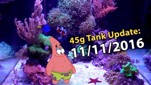 New SPS / Softies / Starfish!! Selling RBTA (45g Tank - 11/11/2016)