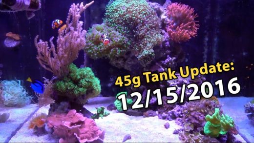 "I Survived" - 45g Tank Update!! (45g Tank - 12/15/2016)