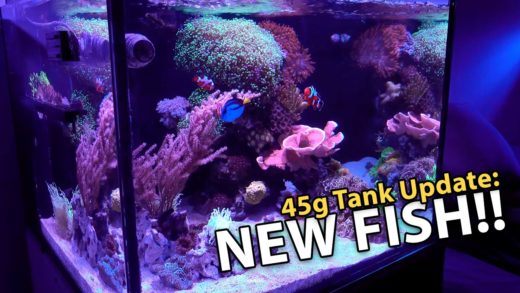 NEW Fish & NEW Corals IN 4K!! (45g - 4/7/2017)