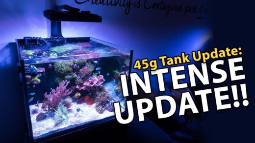 just another tank update (45g - 6/12/2017)