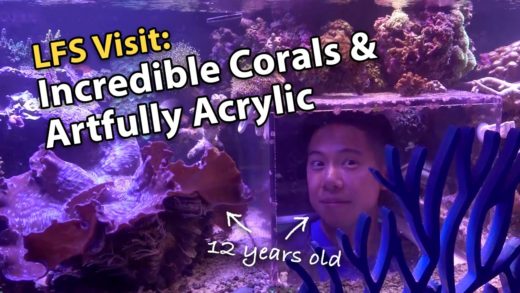 LFS Visit: Incredible Corals & Artfully Acrylic - Dropoff Tank!