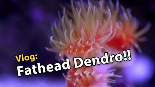 Vlog: Picking up Fathead Dendro at Supreme Reefs!! (11/30/2016)