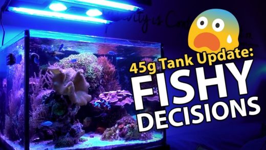 NEW GOBY!! BYE Chromis? Monti-Eating Nudibranch?! **Investigating**