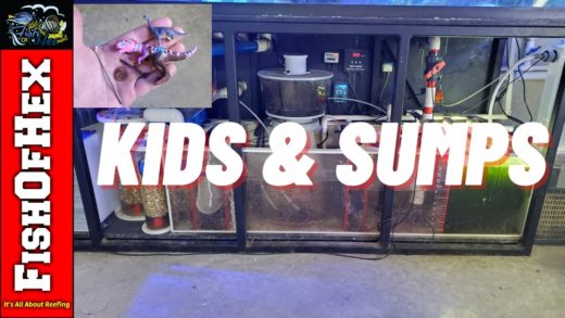 If You Have Kids And A Sump Watch This Video It Could Save Your Reef Tank