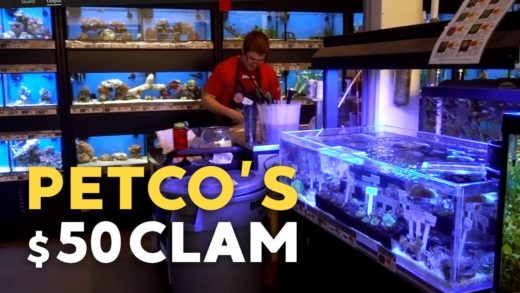 Buying a $50 Clam at PetCo.