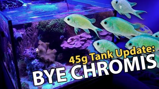 SELLING Chromis & Fiji Leather. NEW Corals. RE-Scaping (45g - 2/4/2018)