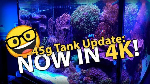 Bad & Good News! Tank Update in 4K!! (45g - 3/25/2018)