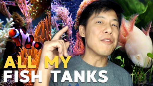 Tank Updates: UGLY, BAD, GOOD!!