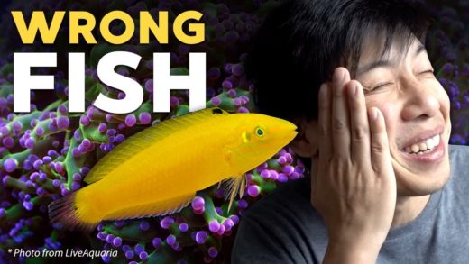 I got the wrong fish... (story time)