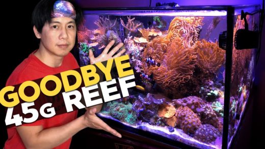 Breaking Down the 45g Reef! 😭 + MIRACLE!! 😊 (45g - 4/26/2020)