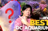 CAUTION: Lawnmower Blenny / Fragging Weeping Willow & Toadstool Coral, Visit Virginia Living Museum!