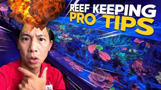 6174 Reefing Questions answered by TSA! (Top Shelf Aquatics store tour... yep, another one.)