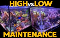 CAUTION: Lawnmower Blenny / Fragging Weeping Willow & Toadstool Coral, Visit Virginia Living Museum!