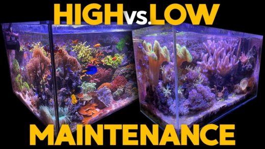 135g & 17g Reef Tank Updates: Do you want a high or low maintenance reef tank?