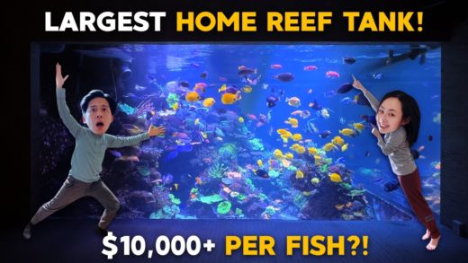 Largest Reef Tank in the UNIVERSE!!%#@$?
