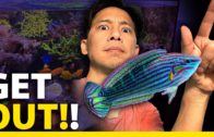 Why/How I’m catching my Melanurus Wrasse! (CAUGHT!)